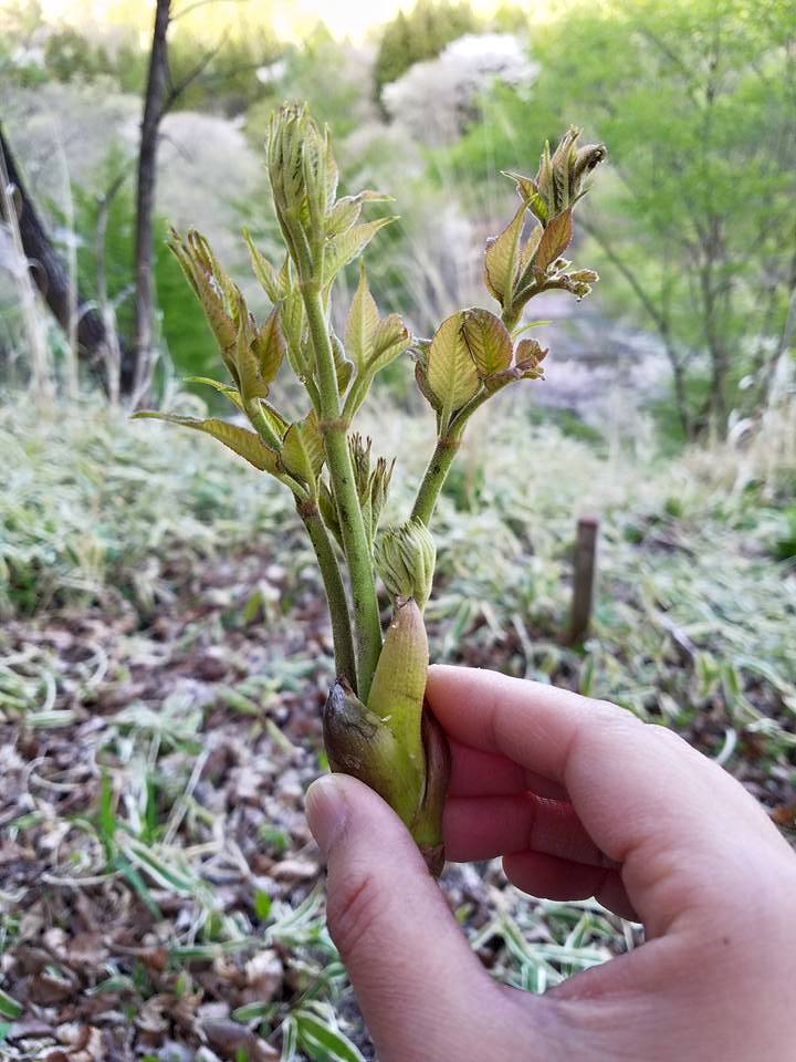 芽 の コシアブラ タラ