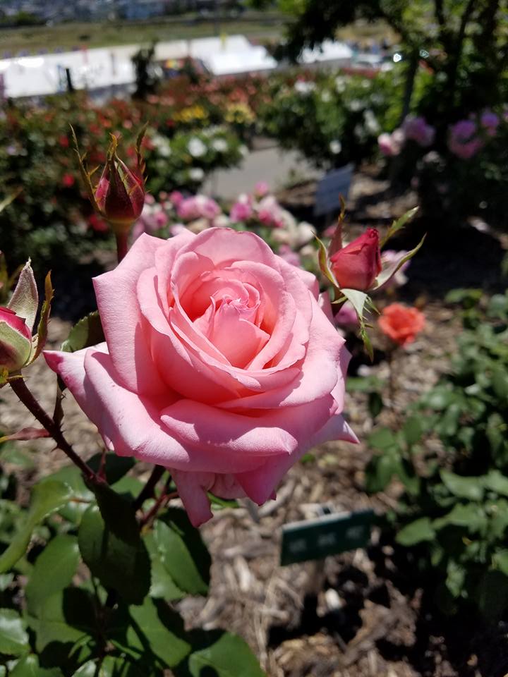 rose17